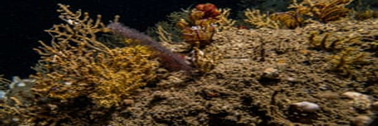 0_1ed760b43e99d834e672bf04a93124bf_237318.jpg.png