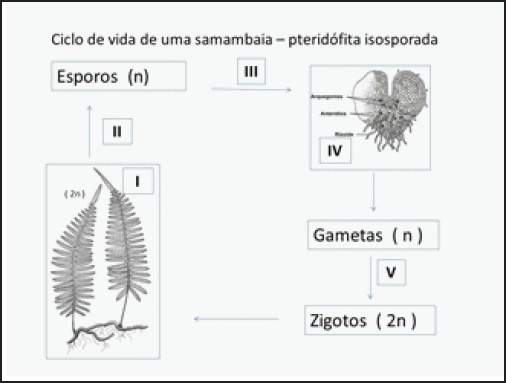 Ciclo De Vida Da Samambaia Pteridófitas Escola Kids