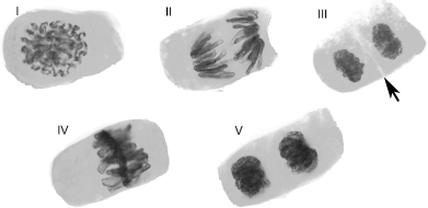 0_7499bb3be5022a66a86218405b249373_15410476.jpg.png
