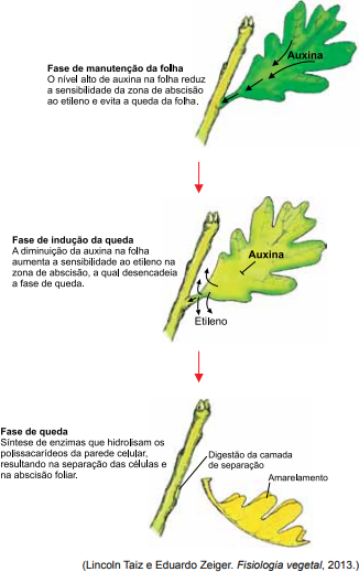 FEMA 2017/2 A abscisão foliar ocorre para promover a renovação dos ...