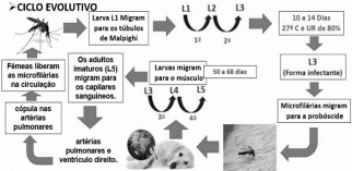 0_87d7834e6f84eff57640ce0cae97ac93_15459110.jpg.png