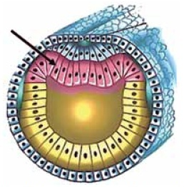 0_93bdb4d6ad35756b908a976bad7f7c79_181809.jpg.png