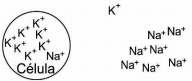 Unichristus 2019/2 A composição química do meio intracelular e ...