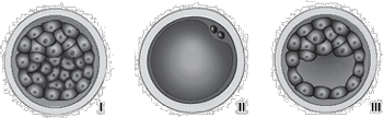 0_c8b0dd9279e7476894dff450e5d09205_15171170.jpg.png