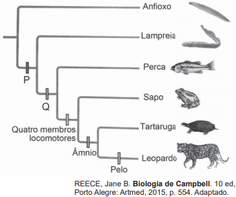 Arvore Filogenetica Animal O Que é A Árvore Filogenética?