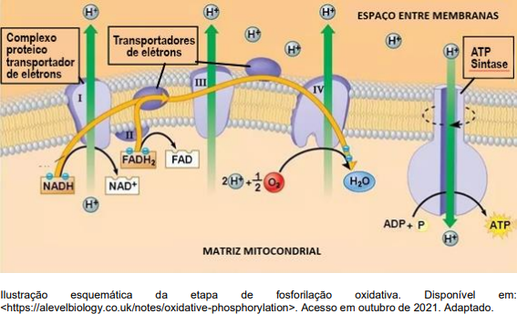 Etapas De Fosforilacao Oxidativa Respiração Celular: Como Funciona,