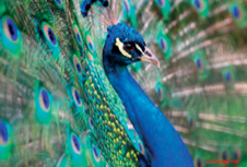0_dfd45b5e5cbb6abffac03363498cb8b7_14524193.jpg.png