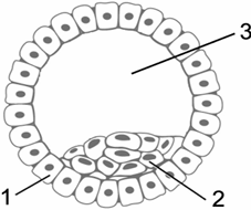 0_ed00a19b83868c1c4a3fad0fef73fa99_14965151.jpg.png